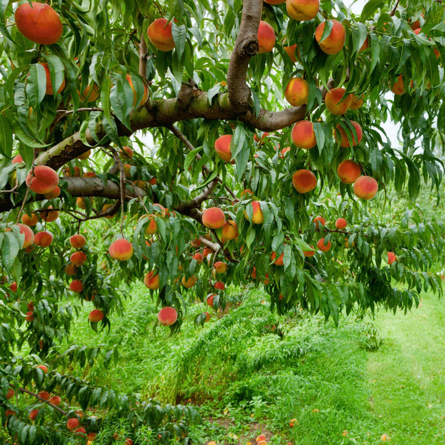 Peach Tree Seeds – Prunus persica