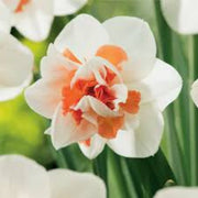 Peach White Daffodils Seeds - Flower Plant