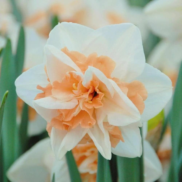 Peach White Daffodils Seeds - Flower Plant