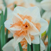 Peach White Daffodils Seeds - Flower Plant