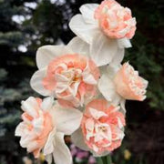 Peach White Daffodils Seeds - Flower Plant