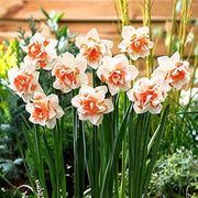Peach White Daffodils Seeds - Flower Plant