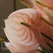 Peach anthurium Seeds