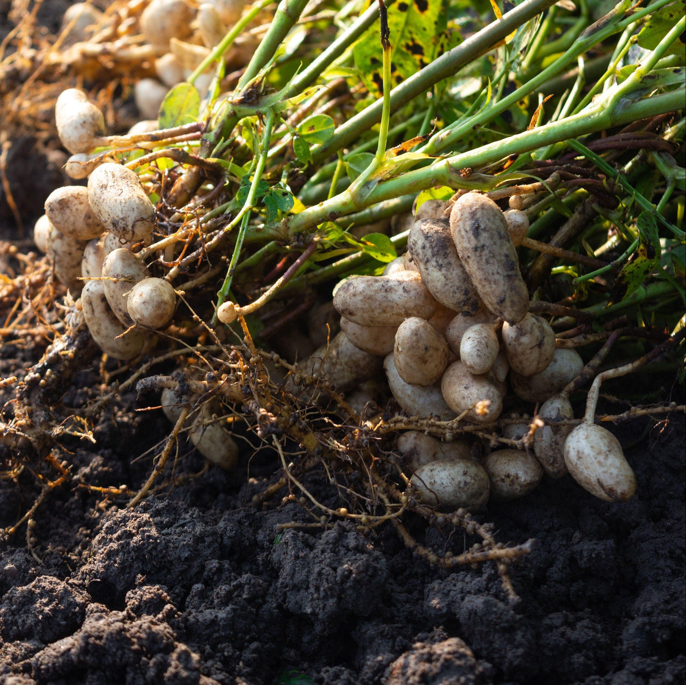 Peanut Seeds – Arachis hypogaea
