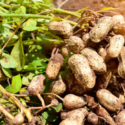 Peanut Seeds – Arachis hypogaea