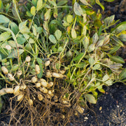 Peanut Seeds – Arachis hypogaea
