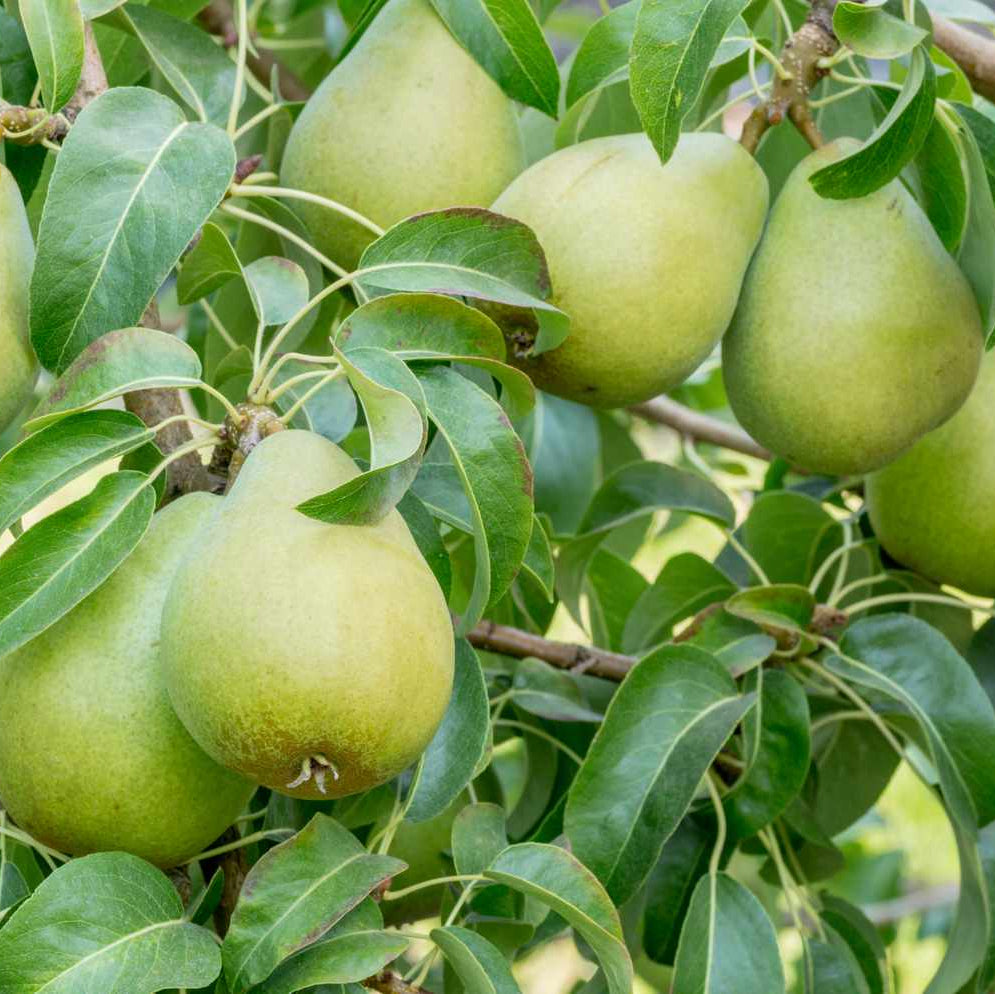 Pear Seeds – Pyrus communis