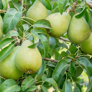 Pear Seeds – Pyrus communis