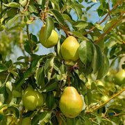 Pear Seeds – Pyrus communis