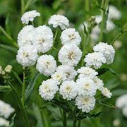 Pearl White Yarrow Seeds, Herbal