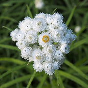 Pearly Everlasting Seeds - Herbal Seeds