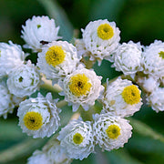 Pearly Everlasting Seeds - Herbal Seeds