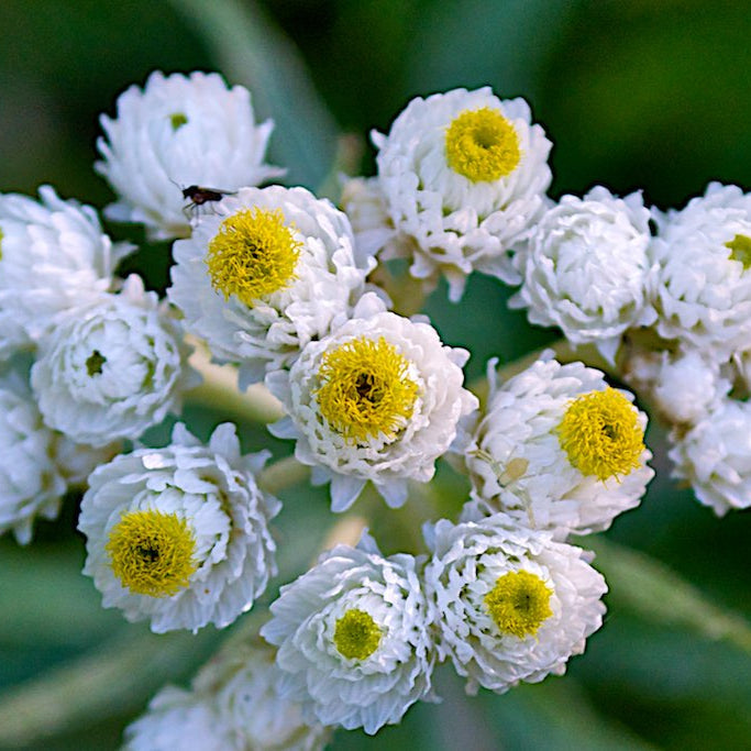 Pearly Everlasting Seeds - Herbal Seeds