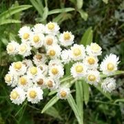 Pearly Everlasting Seeds - Herbal Seeds