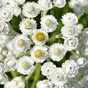 Pearly Everlasting Seeds - Herbal Seeds