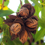 Northern Pecan Seeds, Herbal