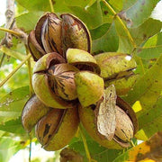 Northern Pecan Seeds, Herbal