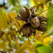 Northern Pecan Seeds, Herbal