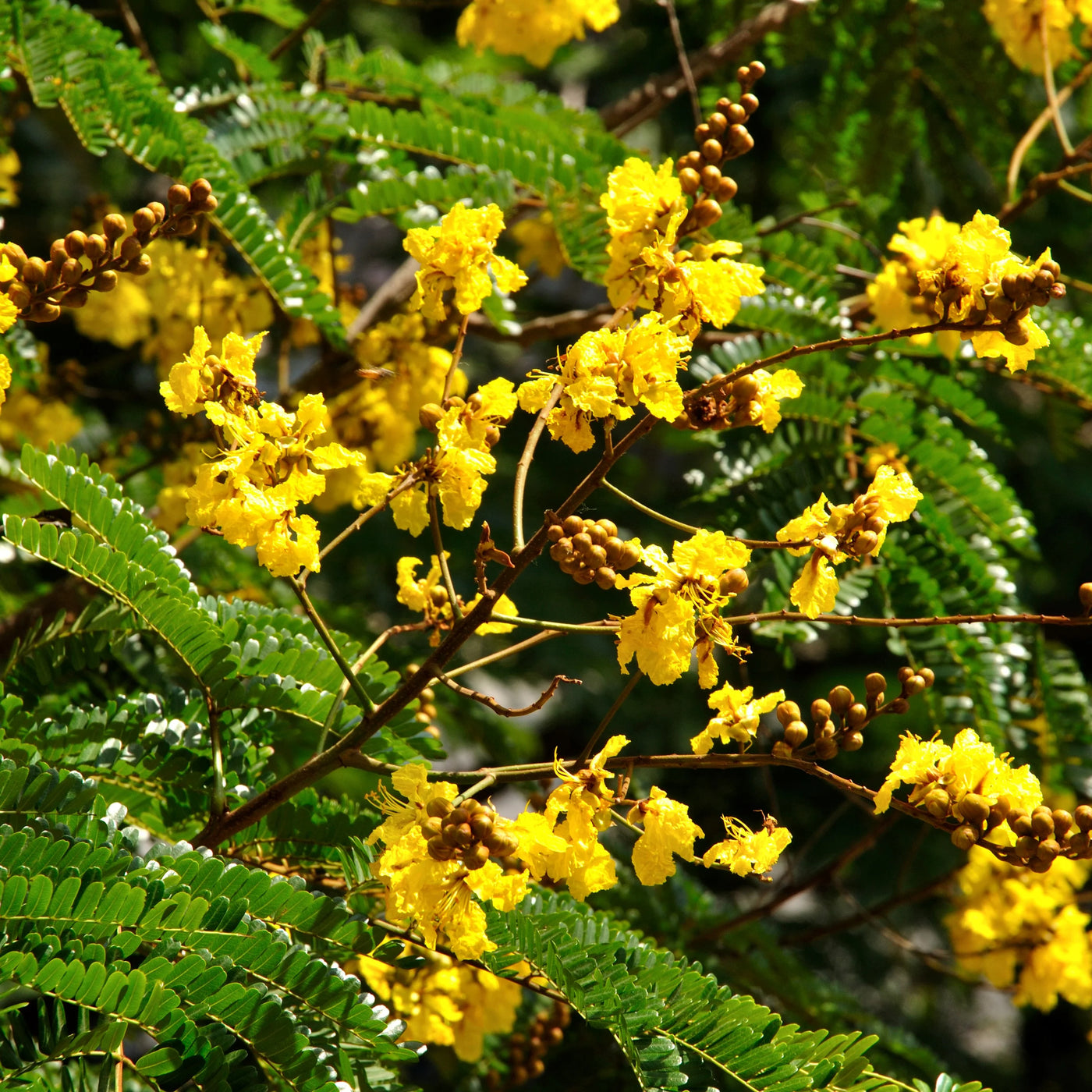 Peltophorum Seeds, Peltophorum pterocarpum Plant Seeds