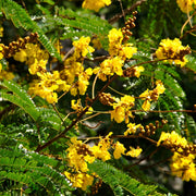 Peltophorum Seeds, Peltophorum pterocarpum Plant Seeds