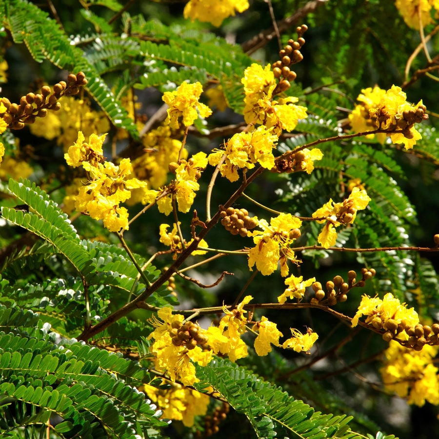 Peltophorum Seeds, Peltophorum pterocarpum Plant Seeds