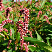 Pink Smartweed Seeds, Herbal