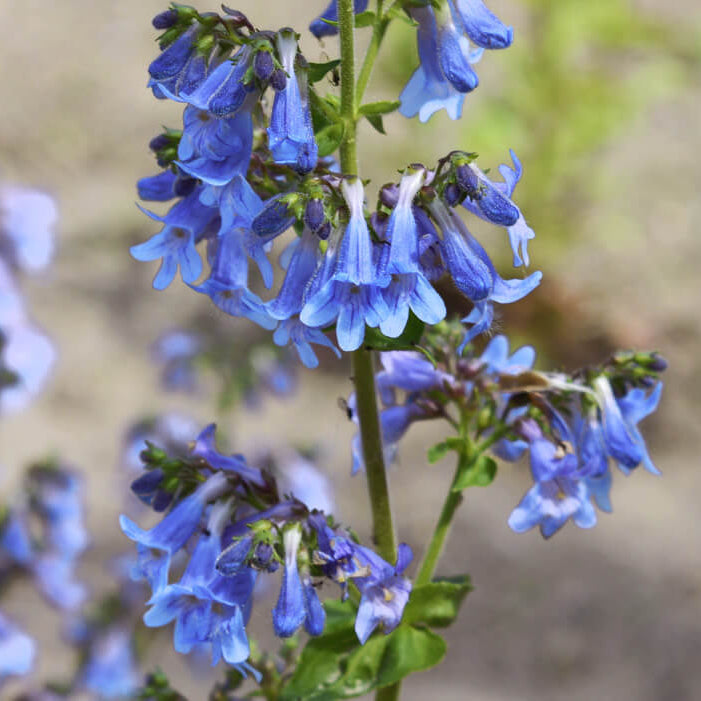 Wildflower Mix Penstemon Heterophyllus Seeds