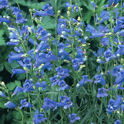 Wildflower Mix Penstemon Heterophyllus Seeds