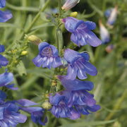 Wildflower Mix Penstemon Heterophyllus Seeds