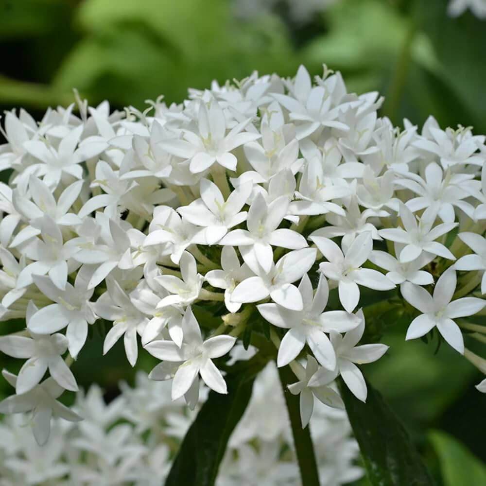 White Starla Pentas Seeds