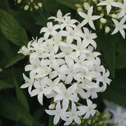 White Starla Pentas Seeds