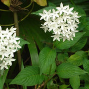 White Starla Pentas Seeds