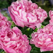 Candy Stripe Peony Seeds