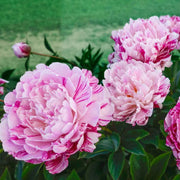 Candy Stripe Peony Seeds
