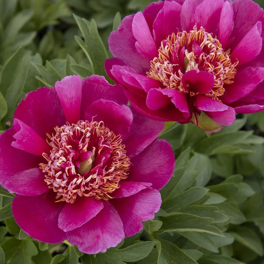 Fern Leaf Peony Seeds, Pink Peony