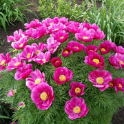 Fern Leaf Peony Seeds, Pink Peony