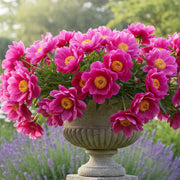 Fern Leaf Peony Seeds, Pink Peony