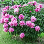 Peony Seeds – Paeonia lactiflora