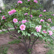 Peony Seeds – Paeonia lactiflora