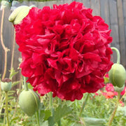 Red Peony Seeds