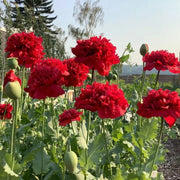 Red Peony Seeds