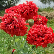 Red Peony Seeds