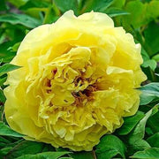 Yellow Peony Seeds