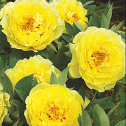 Yellow Peony Seeds