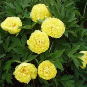 Yellow Peony Seeds
