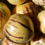 Melon Pear Pepino Seeds