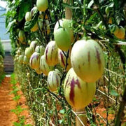 Melon Pear Pepino Seeds