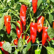 D'Espelette Pepper Seeds