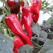 Espelette Pepper Seeds