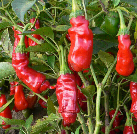 Green Chili Willy & Peter Pepper Seeds